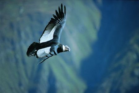 condor-arequipa.jpg